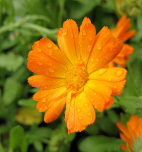 kwiatek-pomaranczowy